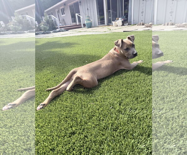 Medium Photo #7 American Pit Bull Terrier Puppy For Sale in Berkeley, CA, USA