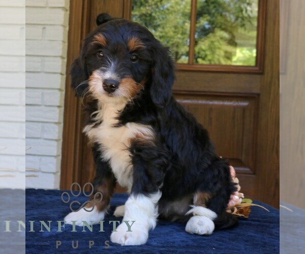 Medium Photo #4 Bernedoodle (Miniature) Puppy For Sale in NARVON, PA, USA