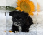 Small #1 Morkie
