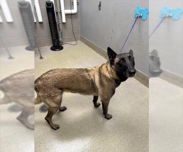 Medium Photo #1 Mutt Puppy For Sale in Las Vegas, NV, USA