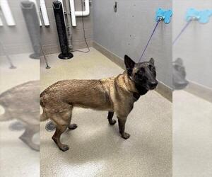 Mutt Dogs for adoption in Las Vegas, NV, USA