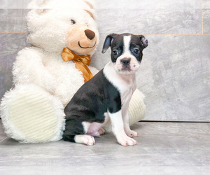 Faux Frenchbo Bulldog Puppy for sale in AMITY, NC, USA