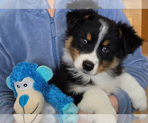 Australian Shepherd Puppy for sale in ELLENSBURG, WA, USA