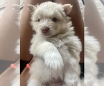 Small Photo #6 Pomsky Puppy For Sale in WINDERMERE, FL, USA