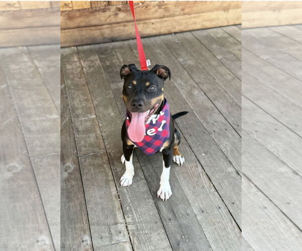 Medium Photo #1 Rat Terrier-Unknown Mix Puppy For Sale in Euless, TX, USA