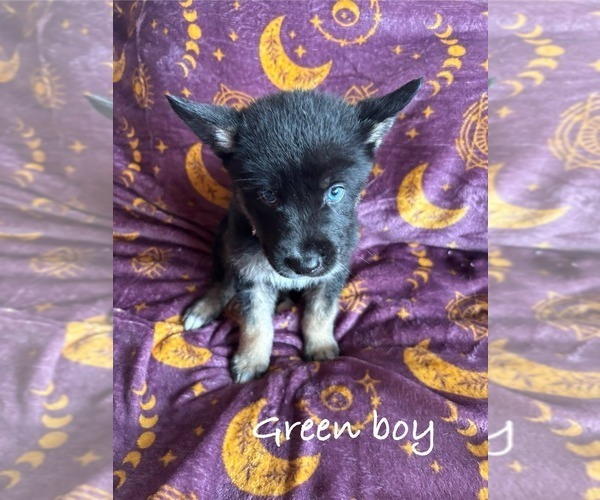 Medium Photo #1 German Shepherd Dog-Siberian Husky Mix Puppy For Sale in HOLTON, MI, USA