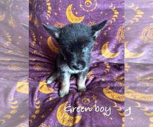 Medium German Shepherd Dog-Siberian Husky Mix