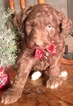 Small Photo #11 Aussiedoodle Puppy For Sale in ARBA, IN, USA