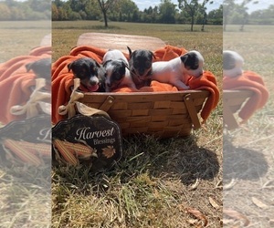 Yorkie Russell Litter for sale in WAYNESVILLE, OH, USA
