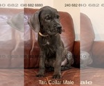 Small Photo #23 Cane Corso Puppy For Sale in LA PLATA, MD, USA