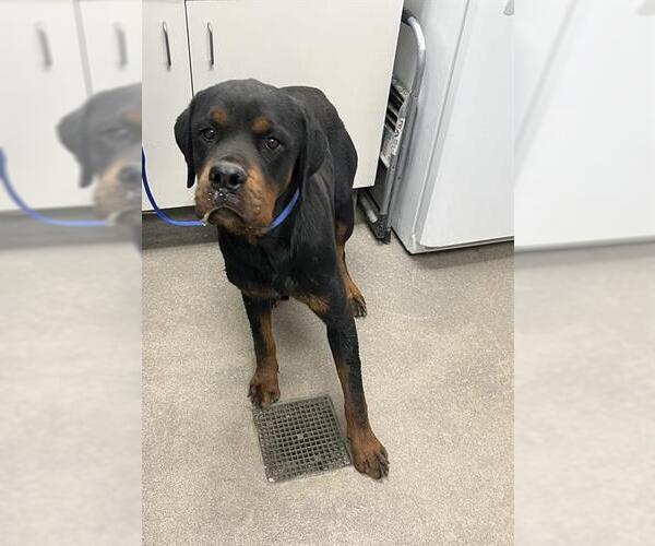 Medium Photo #1 Rottweiler Puppy For Sale in HESPERIA, CA, USA