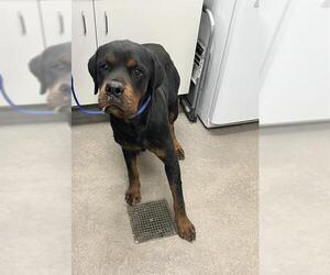 Rottweiler Dogs for adoption in HESPERIA, CA, USA