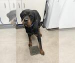 DODGER - Male Rottweiler Dog for Adoption - Small photo