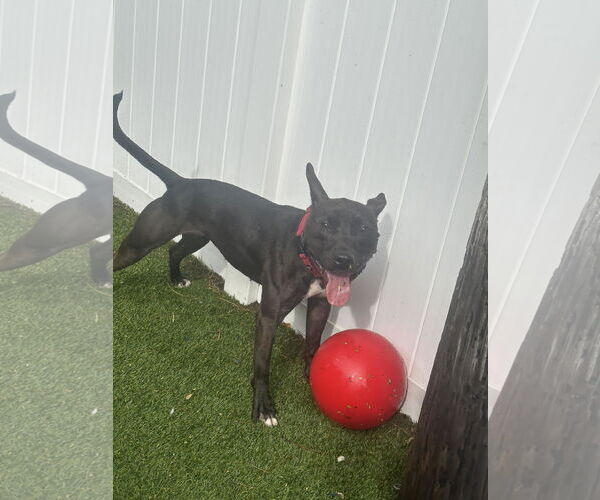 Medium Photo #20 Mutt Puppy For Sale in Pompano Beach , FL, USA