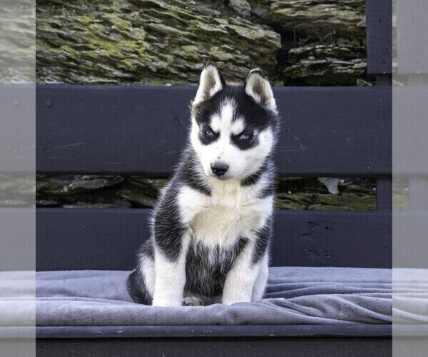 Medium Photo #7 Siberian Husky Puppy For Sale in KINZERS, PA, USA