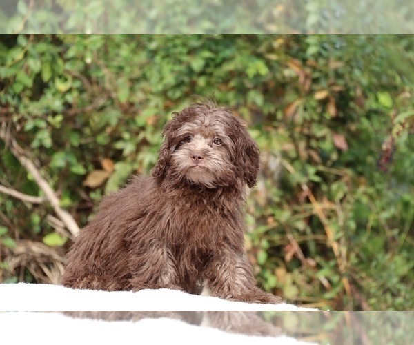 Medium Photo #20 ShihPoo Puppy For Sale in DYERSBURG, TN, USA