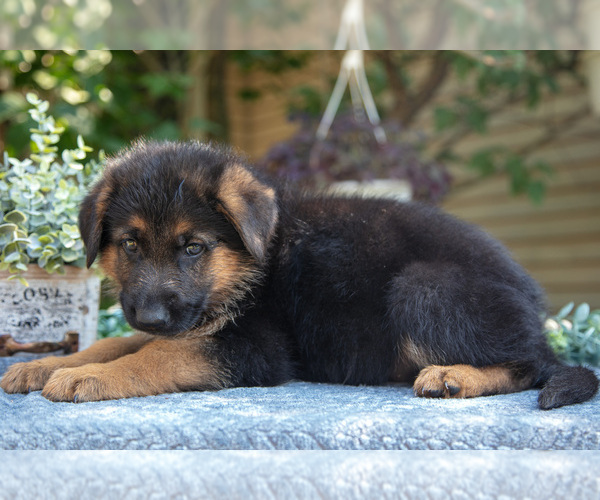 Medium Photo #2 German Shepherd Dog Puppy For Sale in MANTON, MI, USA