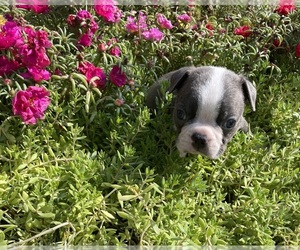 Boston Terrier Puppy for sale in FREDONIA, KS, USA