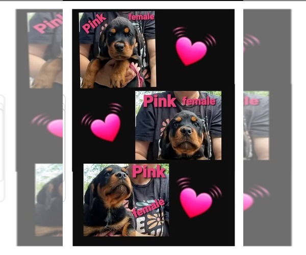 Medium Photo #1 Rottweiler Puppy For Sale in SHARPSVILLE, PA, USA