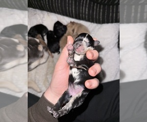 French Bulldog-Poodle (Miniature) Mix Puppy for sale in BERLIN, MD, USA