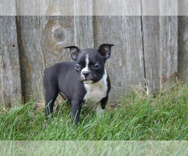 Medium Photo #6 Boston Terrier Puppy For Sale in GREENWOOD, WI, USA