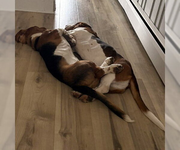 Medium Photo #3 Basset Hound Puppy For Sale in Deepwater, NJ, USA