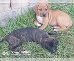 Small Photo #6 Cane Corso Puppy For Sale in TOMBALL, TX, USA