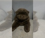 Small Photo #5 Chow Chow Puppy For Sale in CICERO, IL, USA