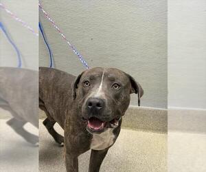 Mutt Dogs for adoption in Las Vegas, NV, USA