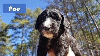 Sheepadoodle Puppy for sale in WALHALLA, SC, USA