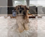 Small Photo #3 Havanese Puppy For Sale in INDIANAPOLIS, IN, USA