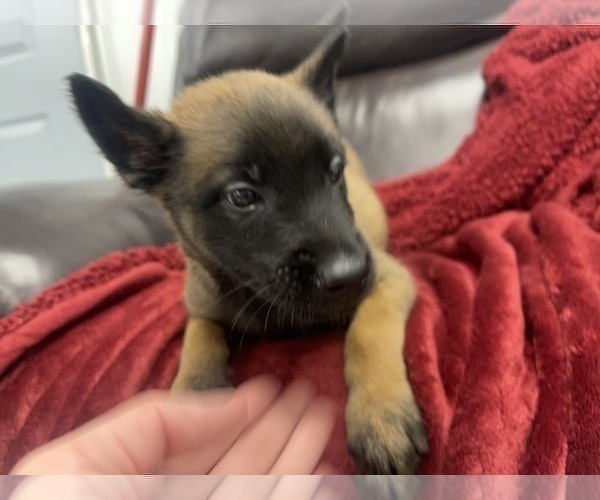 Medium Photo #35 Belgian Malinois Puppy For Sale in REESEVILLE, WI, USA