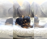Small Photo #4 Yorkshire Terrier Puppy For Sale in OTTAWA, OH, USA
