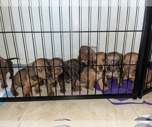 Dachshund Dogs for adoption in MORENO VALLEY, CA, USA