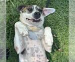 Small #1 Labrador Retriever Mix
