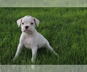 Boxer Puppy for sale in SHILOH, OH, USA