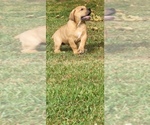 Small Photo #7 Boerboel Puppy For Sale in LA CROSSE, VA, USA