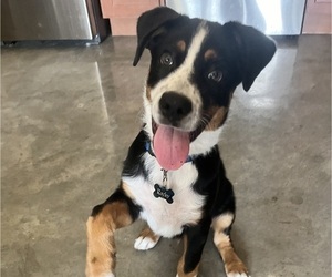 Greater Swiss Mountain Dog Puppy for Sale in TERRE HAUTE, Indiana USA