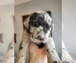 Small Photo #13 Daniff-Neapolitan Mastiff Mix Puppy For Sale in MONTEVIEW, ID, USA