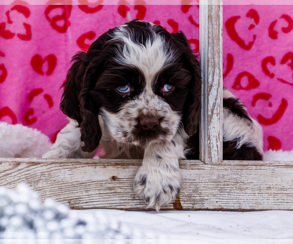 Medium Photo #9 Cocker Spaniel Puppy For Sale in WAKARUSA, IN, USA