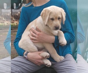 Labrador Retriever Puppy for sale in DISPUTANTA, VA, USA