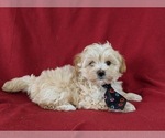 Small Photo #5 Maltipoo Puppy For Sale in PARADISE, PA, USA