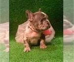 Small Photo #11 French Bulldog Puppy For Sale in N LAS VEGAS, NV, USA