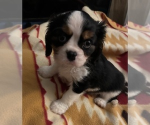 Cavalier King Charles Spaniel Puppy for sale in HUDSON, FL, USA