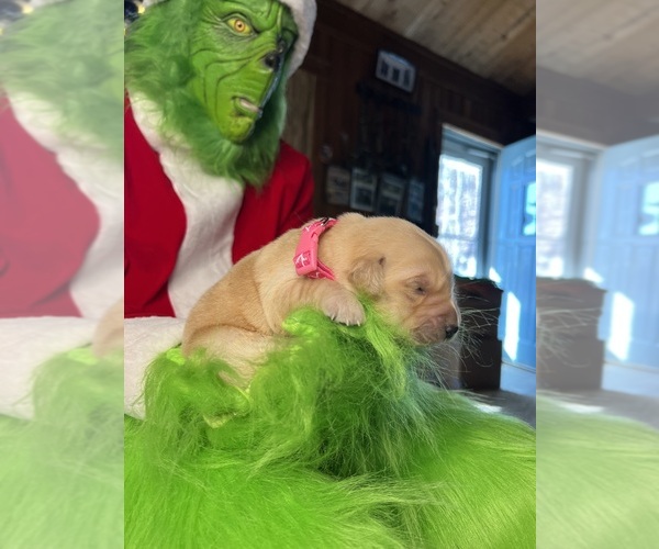 Medium Photo #9 Golden Retriever Puppy For Sale in NEOLA, WV, USA