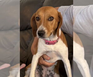 Beagle-Unknown Mix Dogs for adoption in Dunnellon, FL, USA