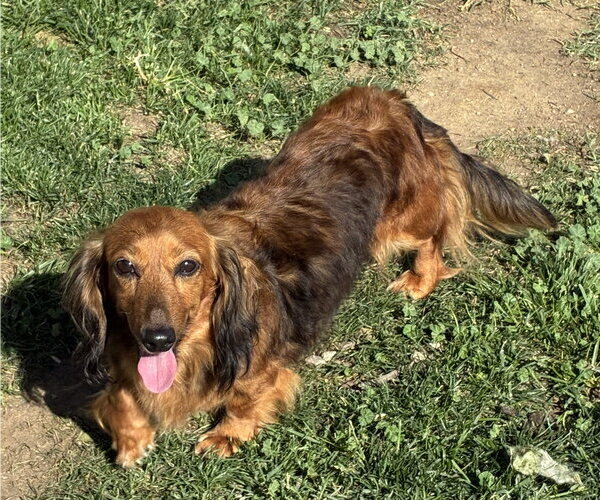 Medium Photo #4 Dachshund Puppy For Sale in Hesperia, CA, USA