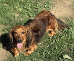 Small #3 Dachshund