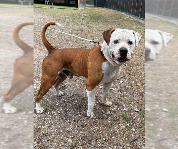 Medium Photo #1 American Bulldog-Unknown Mix Puppy For Sale in Naples, FL, USA