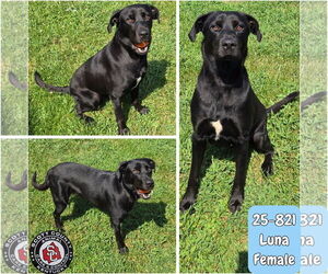 Labrador Retriever-Unknown Mix Dogs for adoption in Georgetown, KY, USA